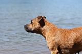 STAFFIE 190